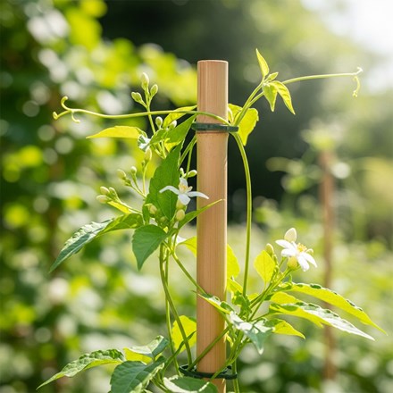 3M Bamboo Cane Plant Support 48mm Diameter
