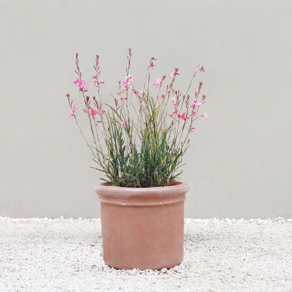 Massa Cylindrical Terracotta Planter