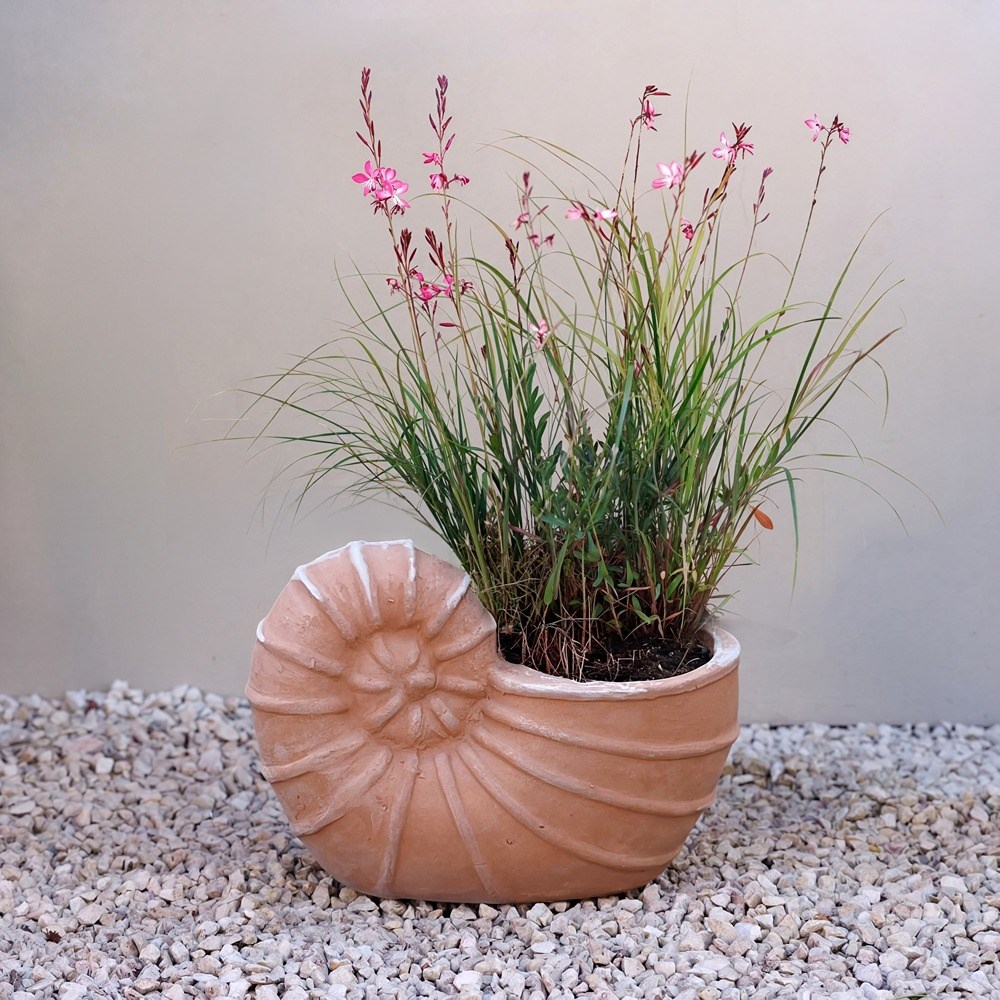 Siena Shell Terracotta Planter