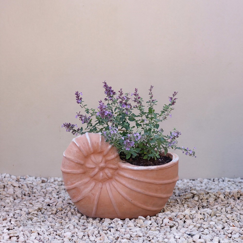 Siena Shell Terracotta Planter