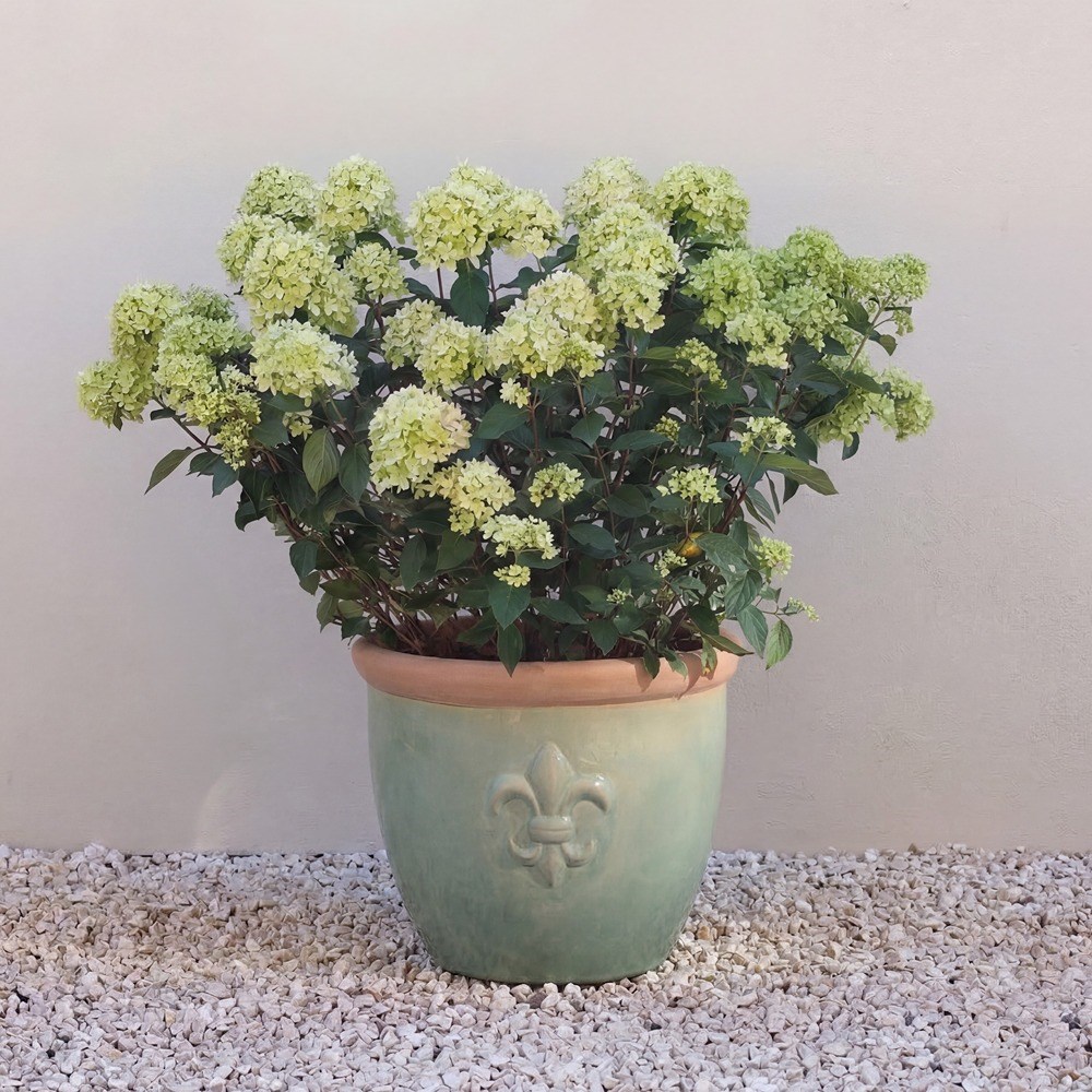 Fiore Fleur De Lys Planter