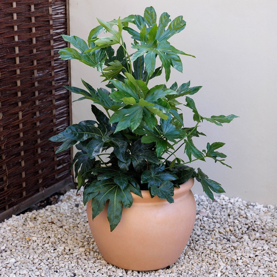 Terracotta Style Round Outdoor Bowl Planter