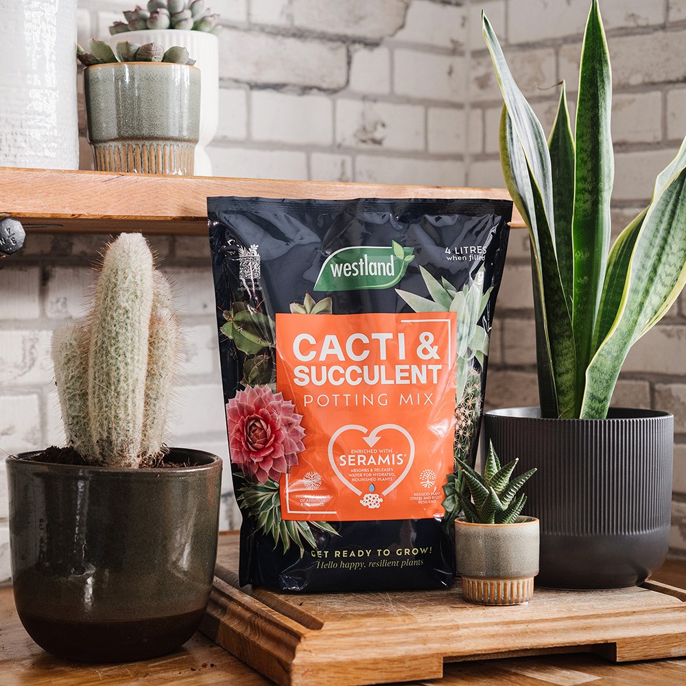 Cactus & Succulent Focus Repotting Mix