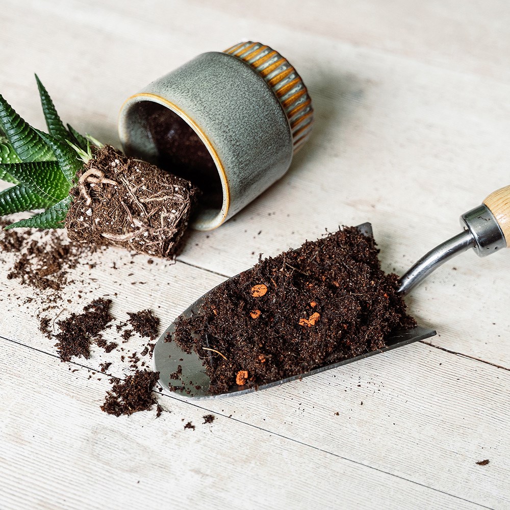 Cactus & Succulent Focus Repotting Mix