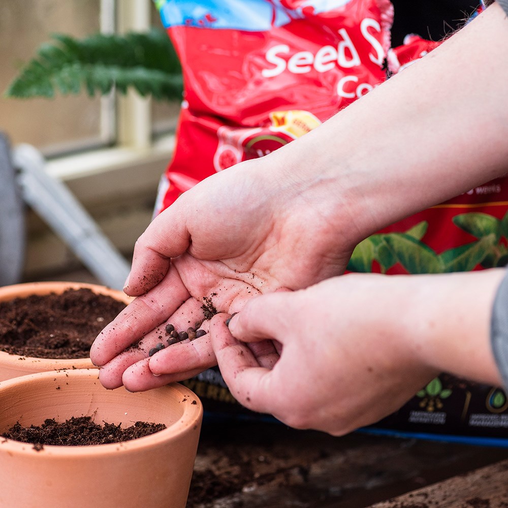 John Innes Seed Sowing Compost