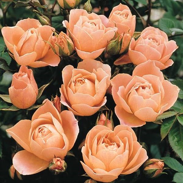Buy Rosa 'Sweet Dream' Patio Rose 4L Potted rose Rosa 'Sweet Dream