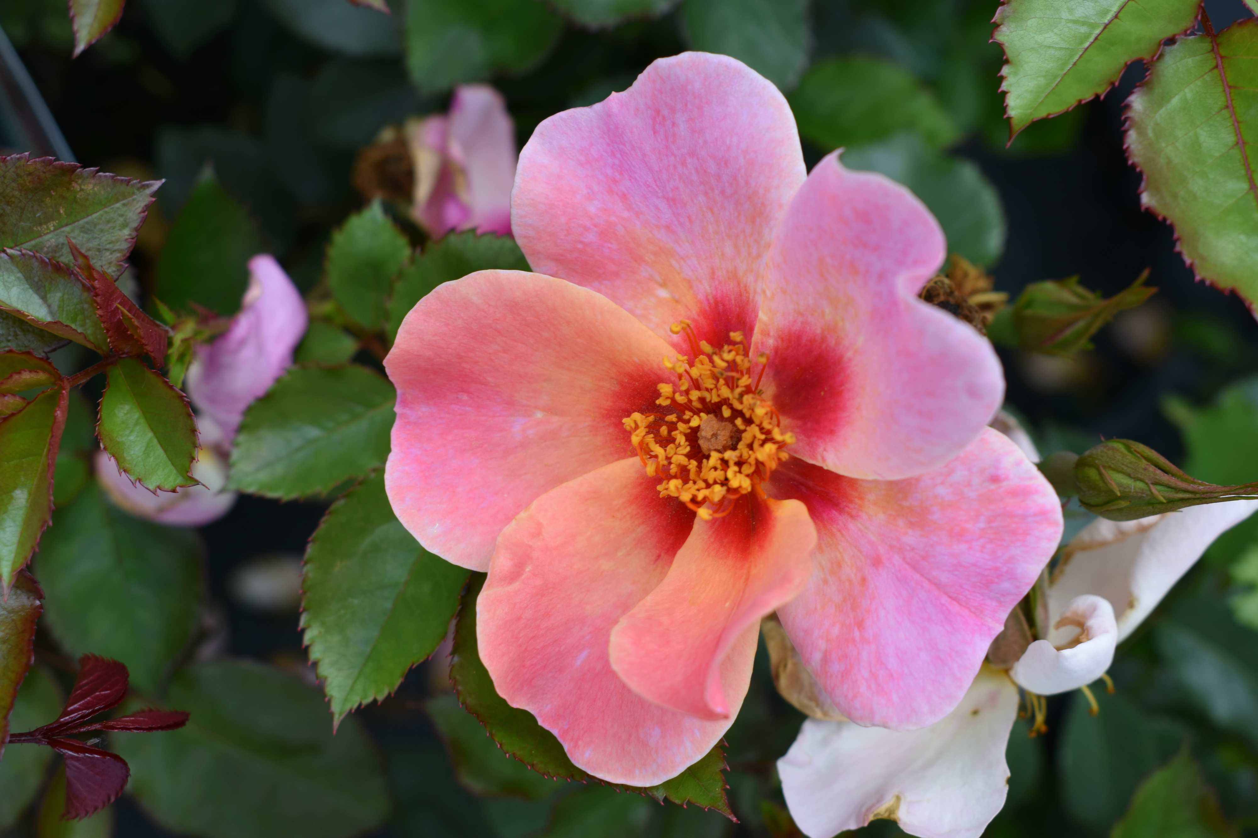 Buy Rosa 