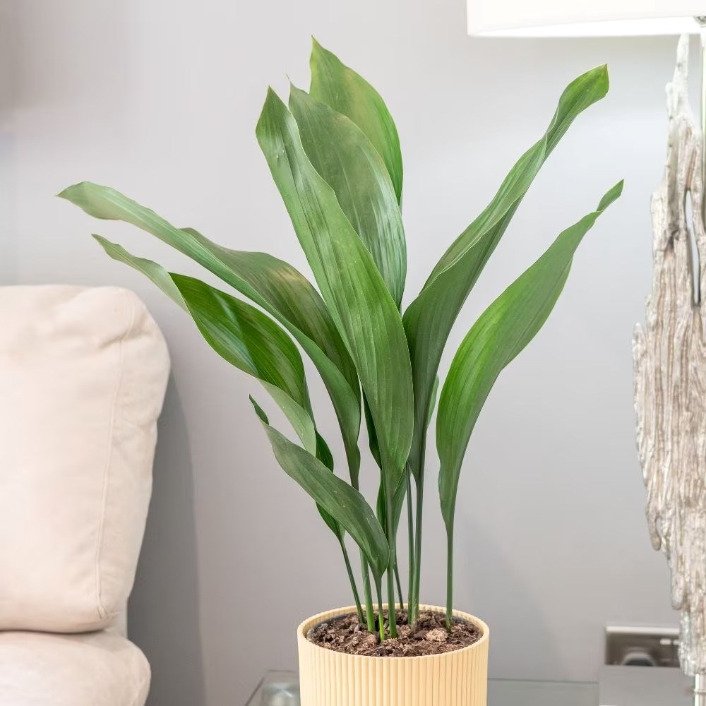 Buy Aspidistra elatior Cast Iron Plant 21cm Pot 90cm tall