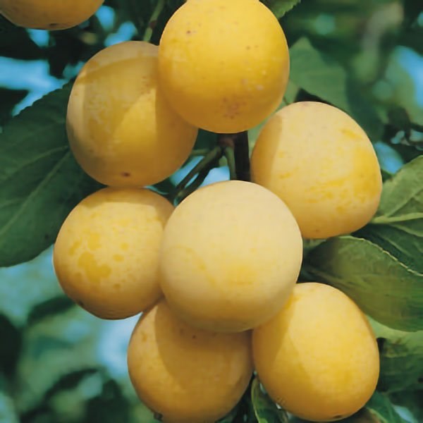 Buy 'Mirabelle de Nancy' Plum Tree SJA Semi Vigorous Rootstock 9L