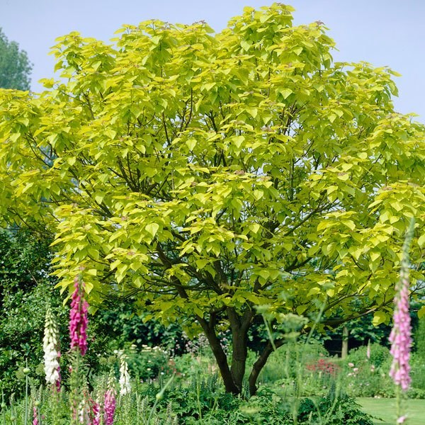 Buy Catalpa bignonioides 'Aurea Indian Bean Tree 9L Pot Catalpa