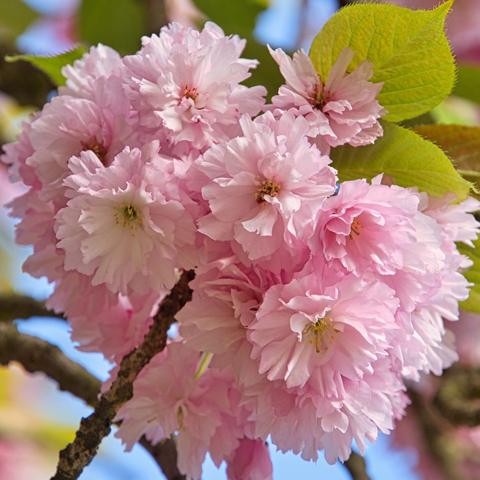 Buy dwarf Japanese flowering cherry blossom tree Prunus Little Pink