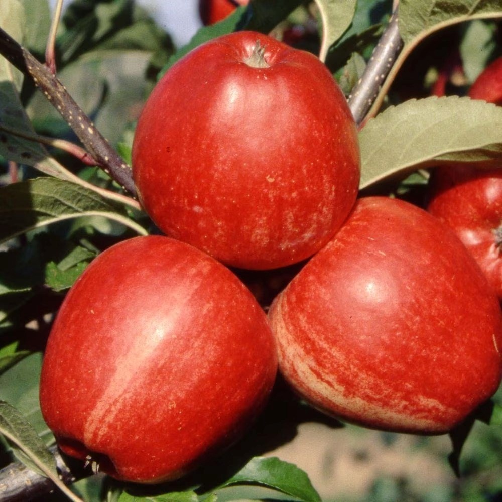 Buy Apple 'Gala' Dessert Apple mm106 Bare Root apple Gala £26.99