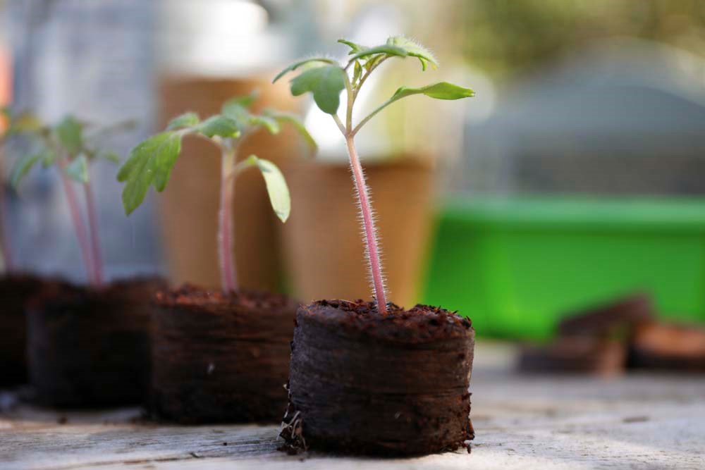 Buy Peat Free Compost Discs 50Pack Delivery by Primrose