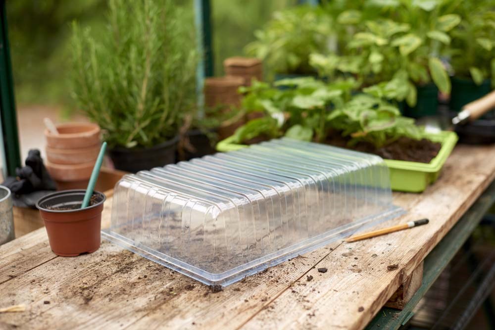 Buy GroSure Visiroot Standard Seed Tray Lid Delivery by Primrose
